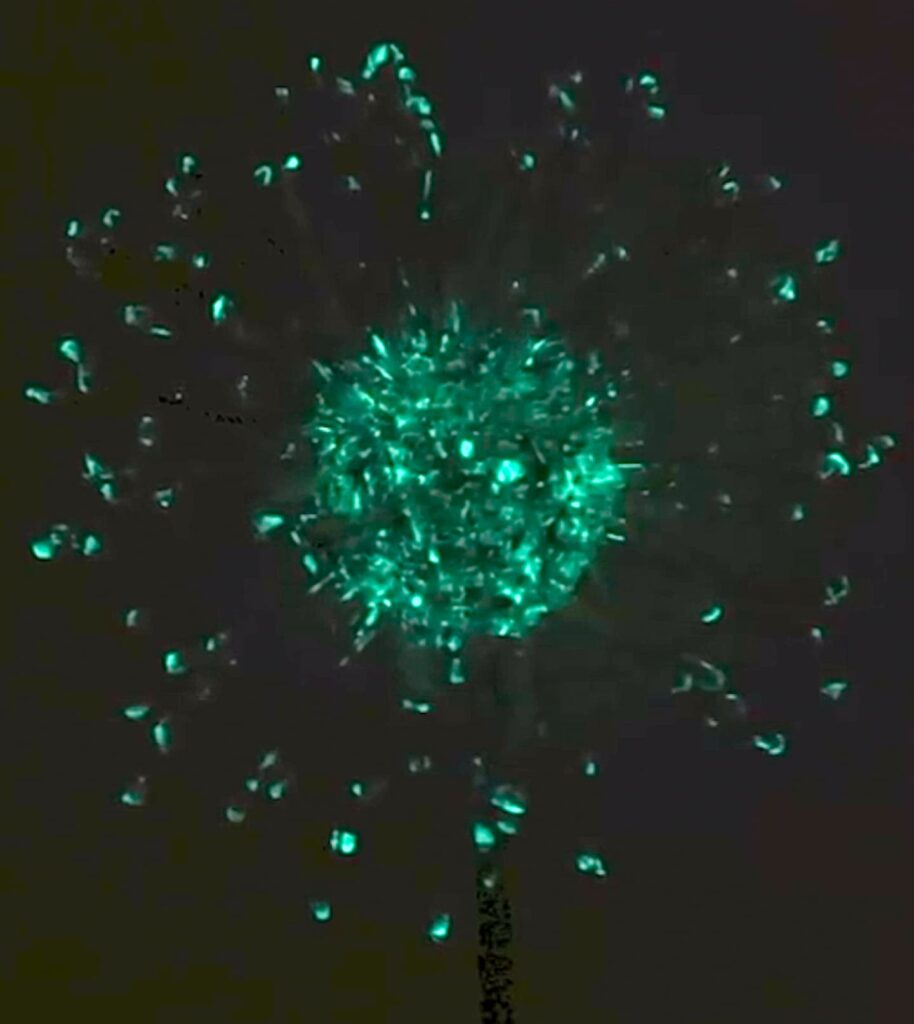 Dandelion craft wish flower glowing in the dark