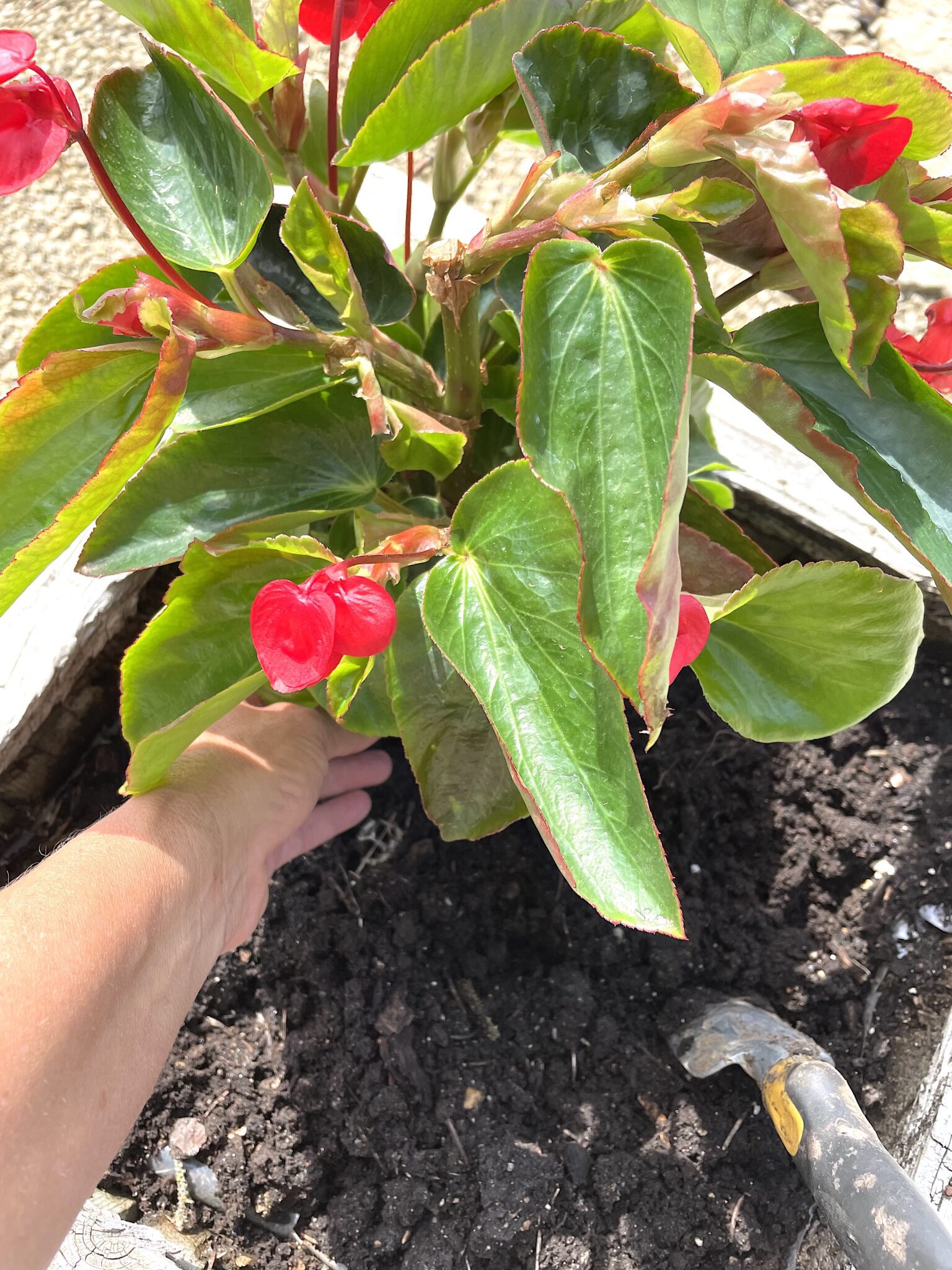 Angelwing Begonia | Low-Maintenance Plant for Your Garden - Craft Klatch