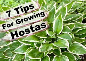 7 Tips for Growing Hostas In Your Garden - Craft Klatch