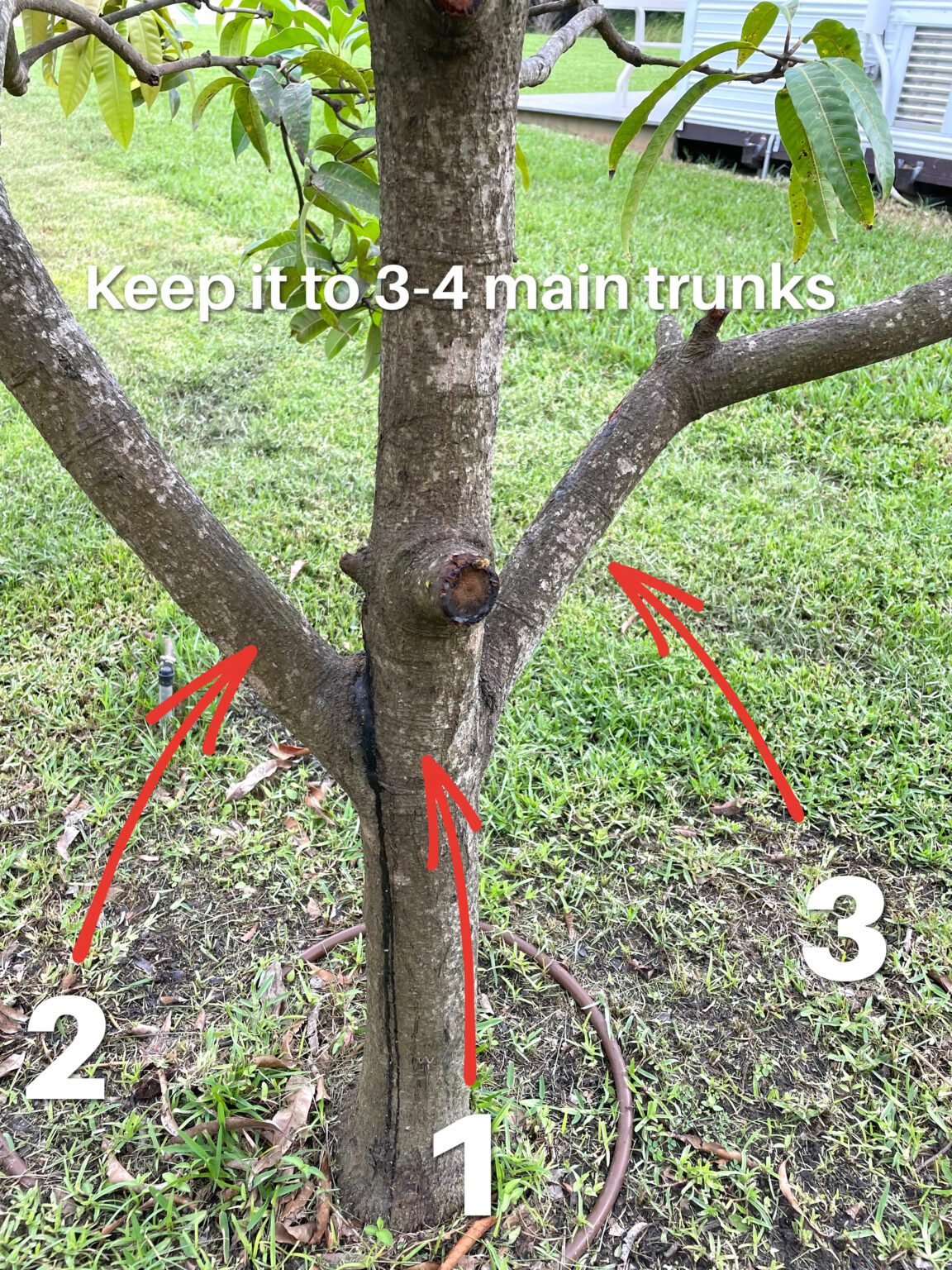 5 Tips To Trim A Mango Tree to Keep It Healthy - Craft Klatch