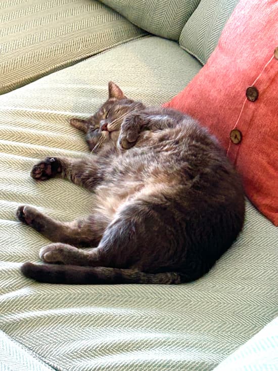 Cat snuggling on couch